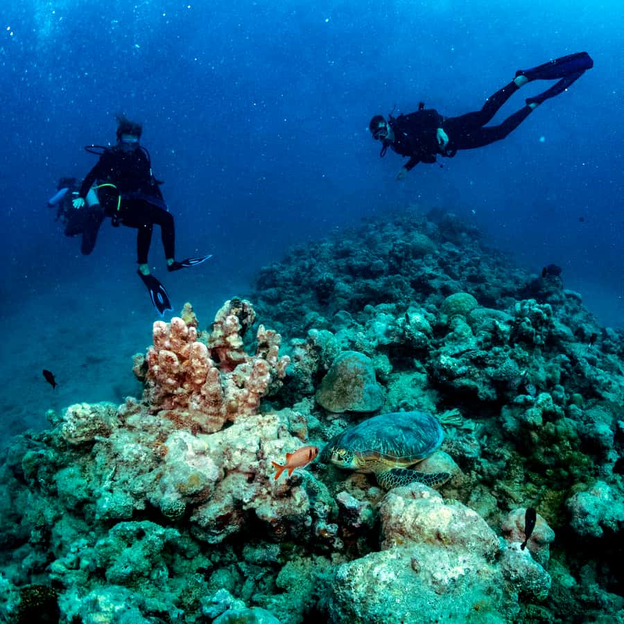 Tamarin Bay: Beginners Scuba Diving Experience - What the $109 price includes