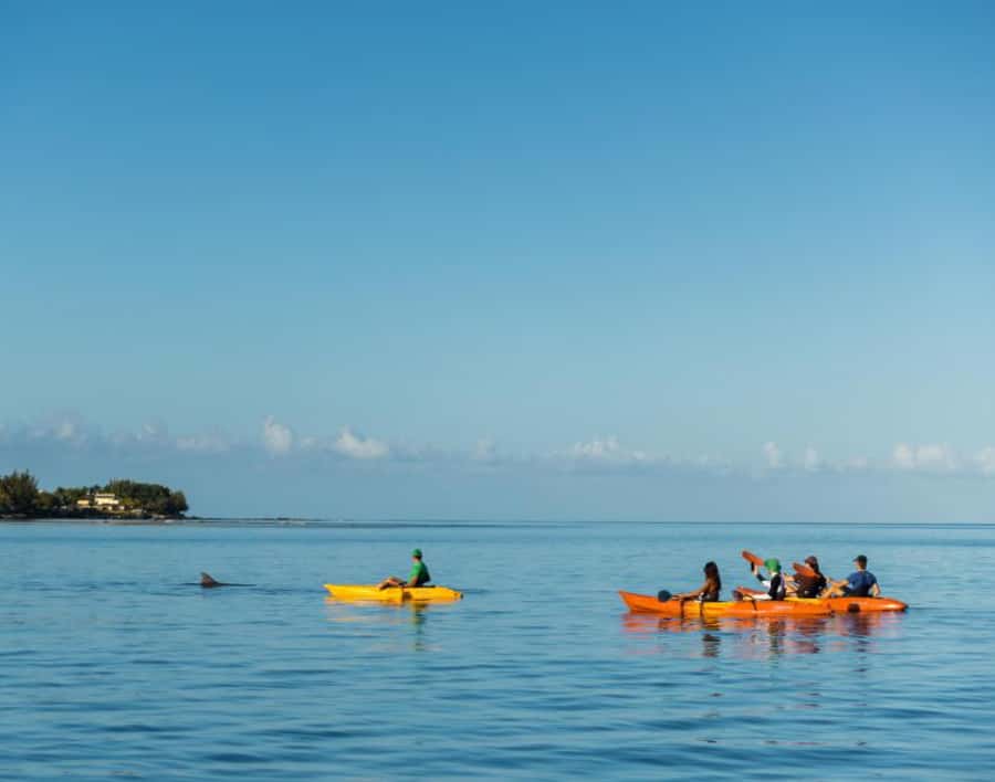 Tamarin: Guided Kayak Tour with Dolphins - Key points to know before booking