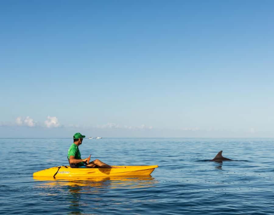 Tamarin: Guided Kayak Tour with Dolphins - Watching spinner and bottlenose dolphins without chasing them