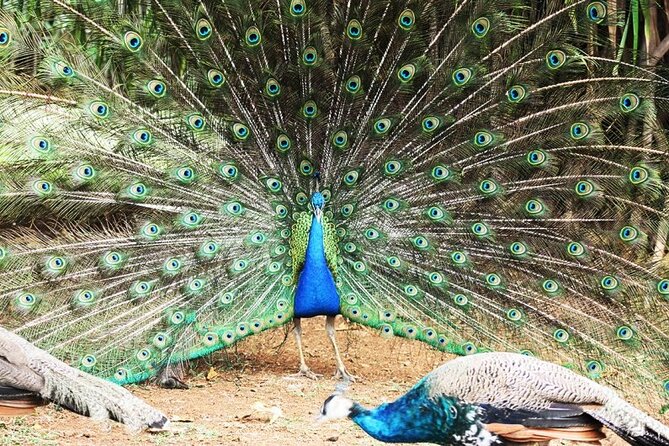 >>TAXI ONLY<< to la vallée des couleurs OR CASELA. - What the included Casela attractions offer