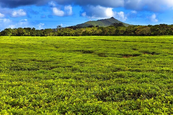 Tea and Culture Route - Saint Aubin and the story of Mauritian rum