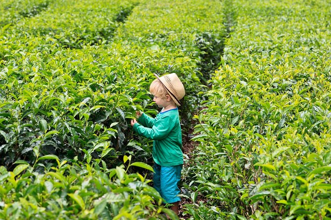 Tea Experience in the Exotic South of Mauritius Private tour. - Floreal’s factory shops and luxury detour