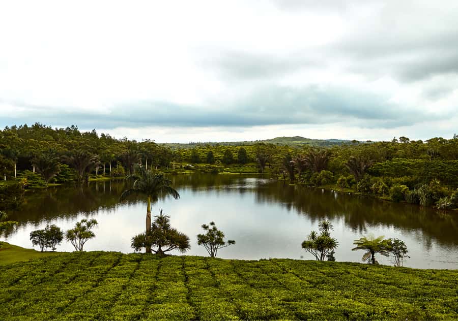 Tea Route: Lake, Forest, Tea Plantation & 3 Course Lunch - Key things to know before booking