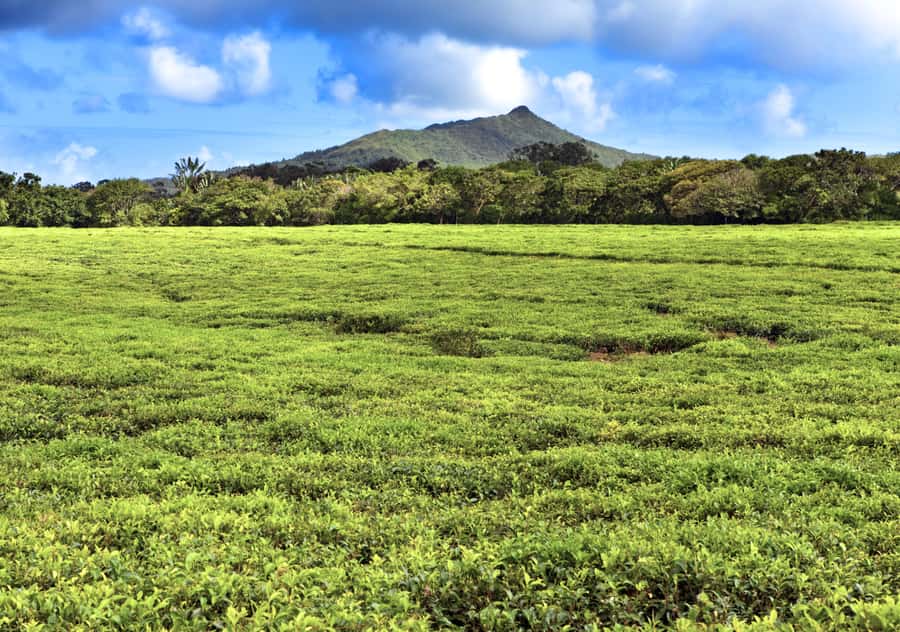 Tea Route: Lake, Forest, Tea Plantation & 3 Course Lunch - Mare aux Vacoas and the Sofie Nature Walk