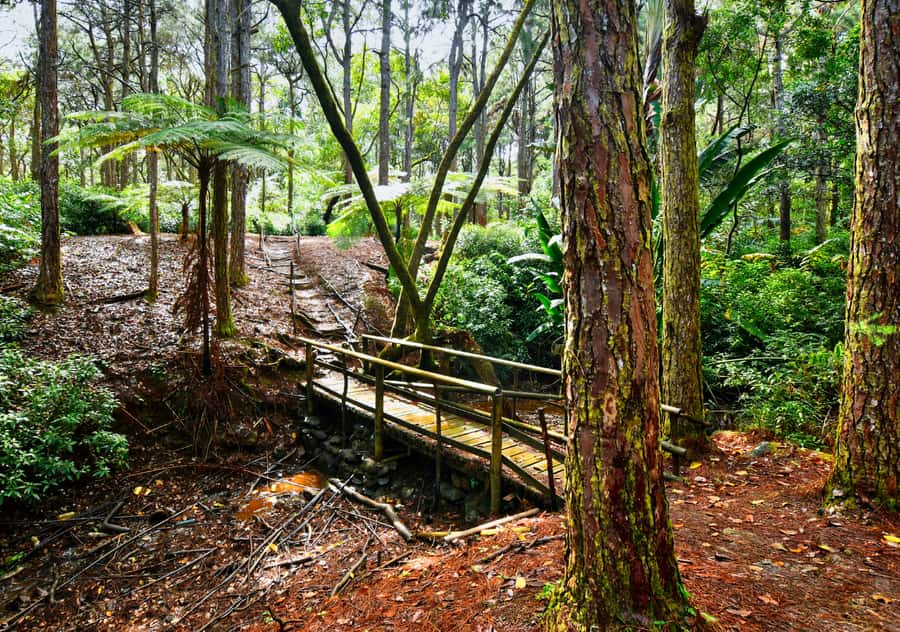 Tea Route: Lake, Forest, Tea Plantation & 3 Course Lunch - What the guide can change