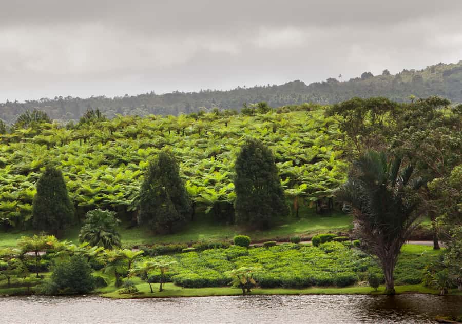 Tea Route: Lake, Forest, Tea Plantation & 3 Course Lunch - Who will enjoy this tour most