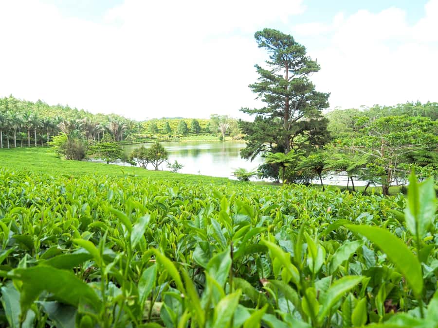 Tea, Rum & Vanilla Route - Starting at Domaine des Aubineaux, built in 1872