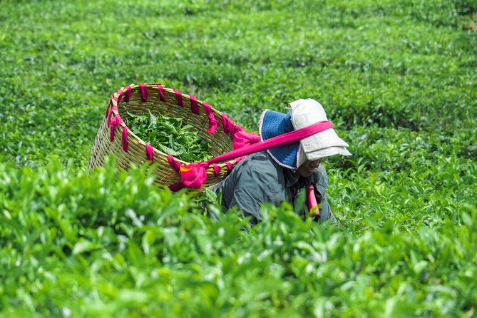 The Tea Story with Lunch - Why Bois Chéri makes a good Mauritius day trip