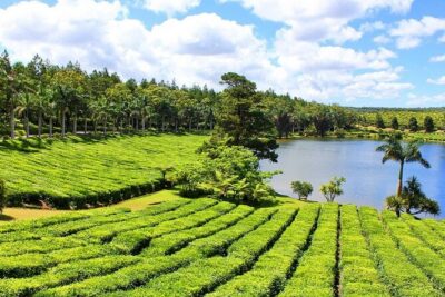 The Tea Story with Lunch