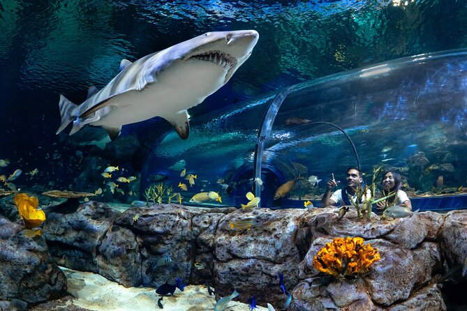 Ticket to the largest Oceanarium of the Mascarene Islands - Key points about Odysseo Oceanarium Mauritius
