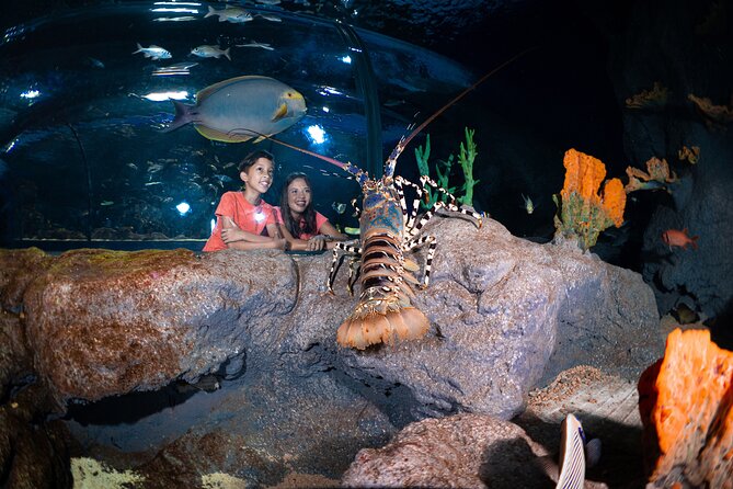 Ticket to the largest Oceanarium of the Mascarene Islands - Small details that can improve your visit