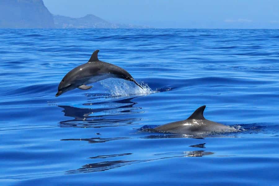 West: Swim wz dolphins, Crystal Rock, Lunch Benitiers island - Finding dolphins in open water