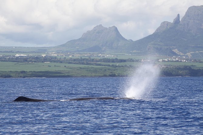 Whale and Dolphin Watching Private Boat Tour from Mauritius - Hearing whales through the hydrophone
