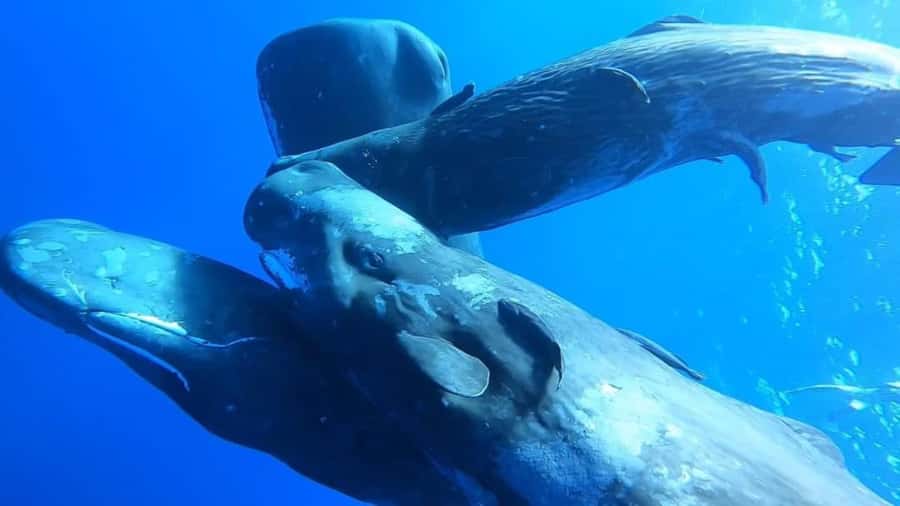 Whale & Dolphins Swimming - Private Speedboat Exclusive Tour - A four-hour morning on Mauritius water