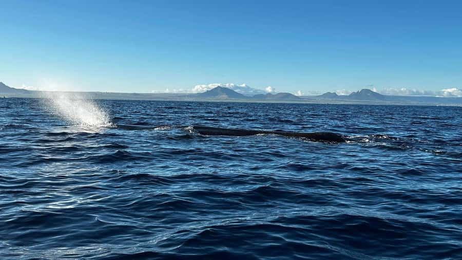 Whale & Dolphins Swimming - Private Speedboat Exclusive Tour - Searching for whales beyond the lagoon