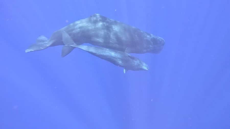 Whale & Dolphins Swimming - Private Speedboat Exclusive Tour - Reef snorkeling and the lagoon cruise