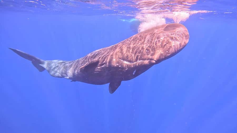 Whale & Dolphins Swimming - Private Speedboat Exclusive Tour - Safety, communication, and what to clarify