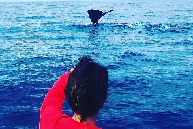Whale Dream ltd - Whales watching and swim with dolphins - Why this west-coast morning works