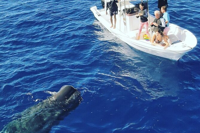 Whale Dream ltd - Whales watching and swim with dolphins - The dolphin encounter and swimming stop
