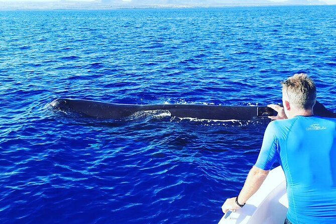 Whale Dream ltd - Whales watching and swim with dolphins - The crew and the feel on board
