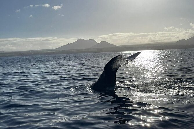 Whale Dream ltd - Whales watching and swim with dolphins - Practical details that make or break the morning