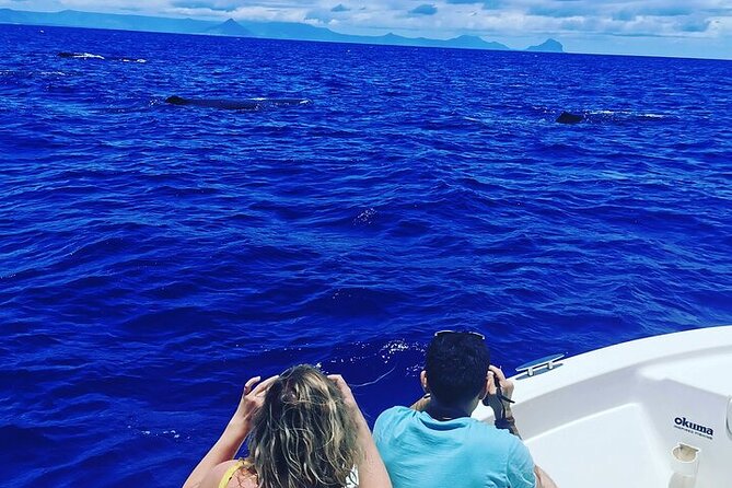 Whale Dream ltd - Whales watching and swim with dolphins - Whale watching with firm boundaries
