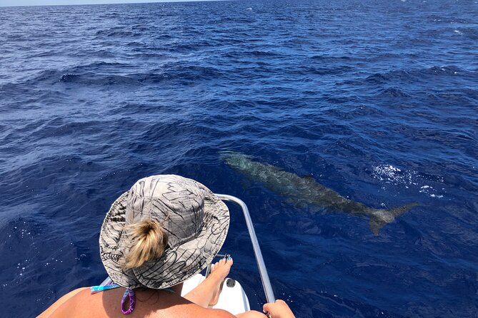 Whale Watching and Private Ocean Safari Experience in Mauritius - Dolphins, snorkeling, and the view toward Le Morne