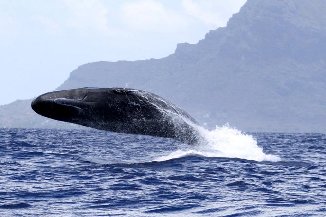 Whale watching - Setting out from La Jetée Road at 10 a.m.