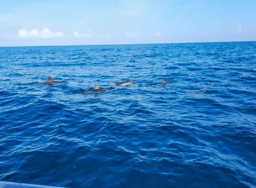 Wild Dolphin Encounter & Snorkeling Adventure – Mauritius. - Setting out from Mauritius at 7:30 AM
