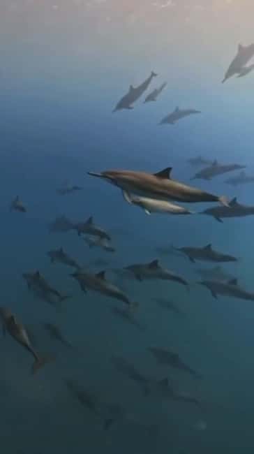 Wild Dolphin Encounter & Snorkeling Adventure – Mauritius. - Boat size, crew service, and communication
