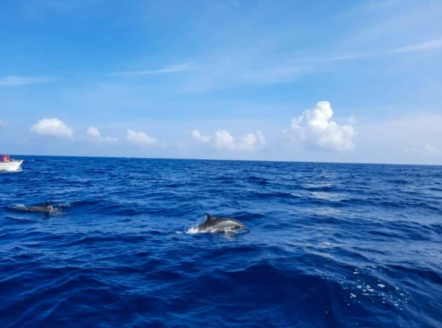Wild Dolphin Encounter & Snorkeling Adventure – Mauritius. - Who will enjoy this Mauritius boat trip most