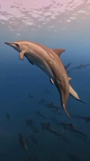 Wild Dolphin Encounter & Snorkeling Adventure – Mauritius. - Taking turns in the water with wild dolphins