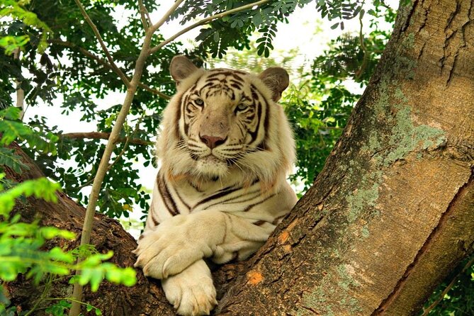 Wild South West Tour : SAFARI & TULAWAKA CASELA PARK & LE MORNE - Private transport and the value of flexibility